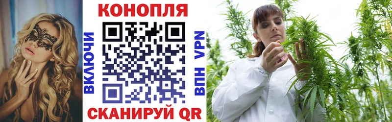 Купить закладки  Карачев  Конопля сатива 